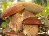 Консервы из грибов